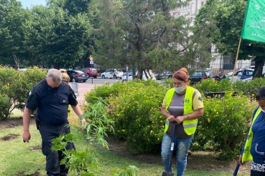 Insólito: Plantan Marihuana en plaza San Martín y quedan detenidos