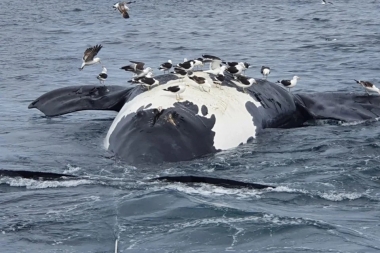 Chubut: ya son 13 las ballenas muertas