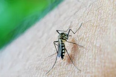 San Luis: registraron tres casos autóctonos de Dengue y confirmaron la circulación del virus