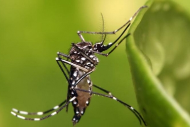 Al menos 32 muertos por dengue en Argentina