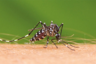Dengue: se sostiene la tendencia a la baja de los casos a nivel nacional