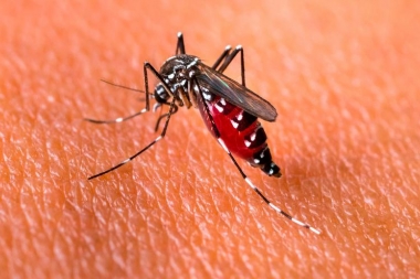 Ya está disponible la vacuna contra el dengue