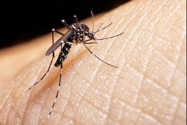 Aumentan los casos de dengue en el país