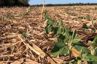 Economía declara la emergencia agropecuaria en Córdoba y Neuquén