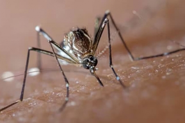 Los casos de dengue suben antes de lo esperado: ya hubo más de 11.800 infecciones en enero