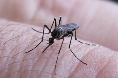 Suben los casos de dengue en Argentina: 57.210 desde julio de 2023, según las autoridades