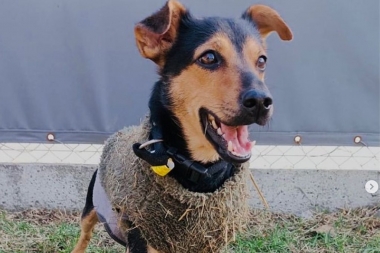 Liberan a el perro "Coco" tras cumplir con la cuarentena y viajará a Córdoba