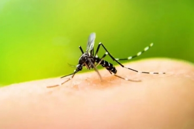 Confirman cinco casos de chikungunya en la ciudad de Santa Fe