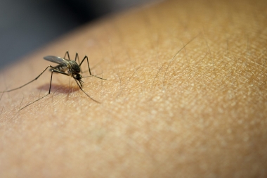 La ciudad de Buenos Aires vacunará contra el dengue